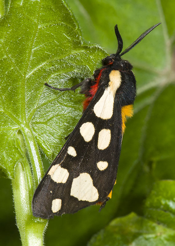 Arctia villica, Erebidae Arctiinae